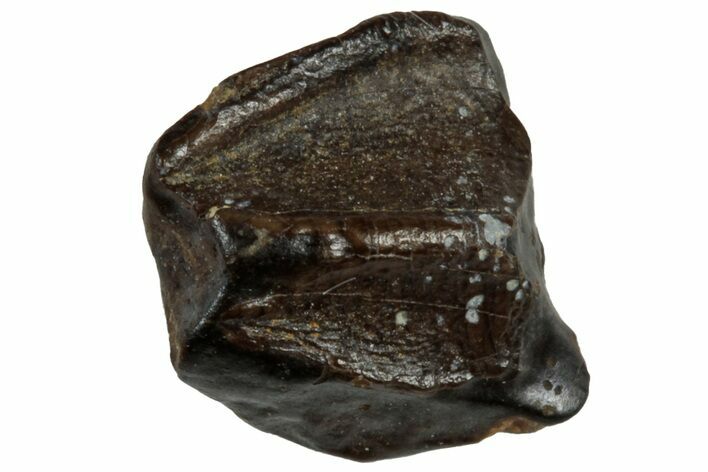 Fossil Hadrosaur (Edmontosaurus) Shed Tooth - Wyoming #312570